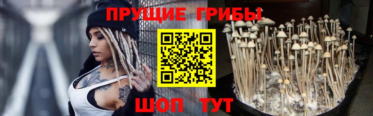 Галлюциногенные грибы Psilocybine cubensis Великий Новгород